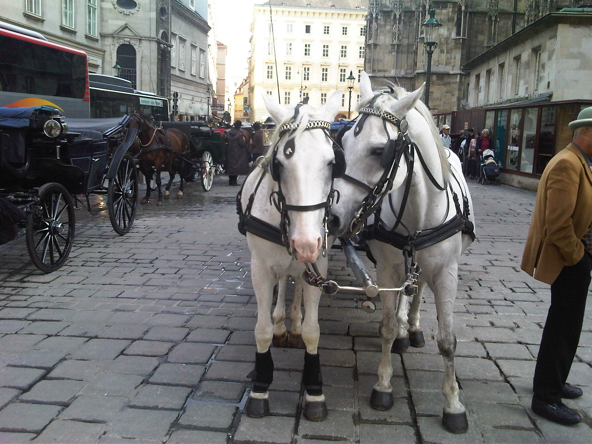 horses at Stefansdom